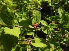 Euonymus occidentalis occidentalis