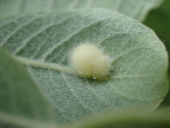 Euura pedunculi