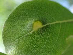 Euura pedunculi