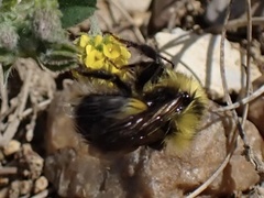 Bombus jonellus