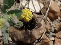 Bombus jonellus