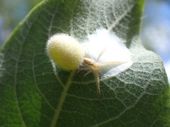Euura pedunculi