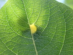 Euura pedunculi