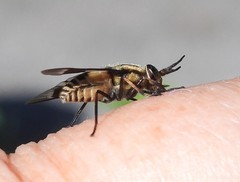 Chrysops callidus