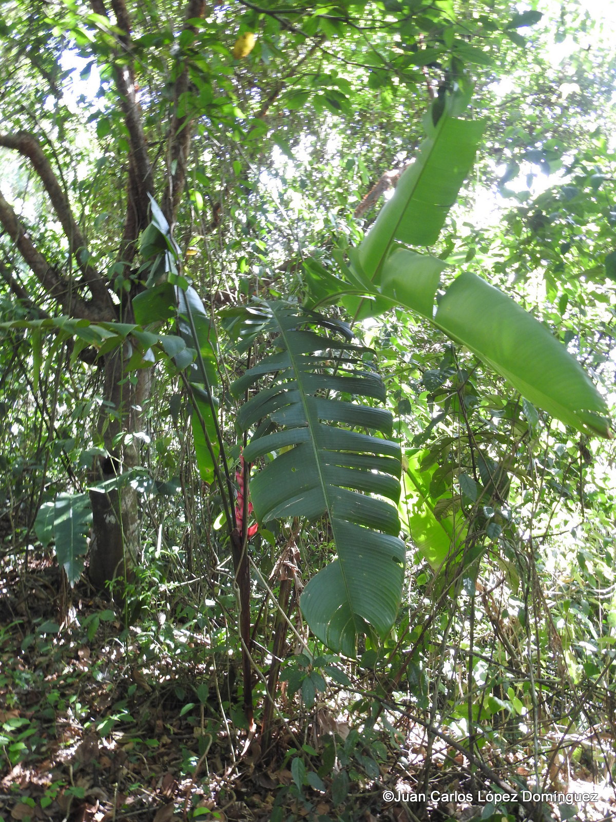 Heliconia bourgaeana Petersen
