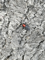 Clitellaria ephippium