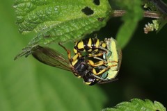 Cerceris arenaria