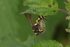 Cerceris arenaria