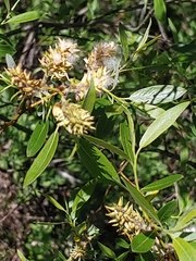 Salix lemmonii