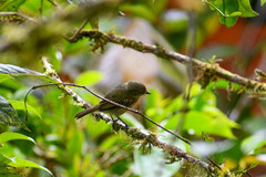 Zimmerius albigularis