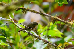 Zimmerius albigularis