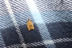 Sparganothis xanthoides