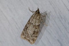 Scoparia ambigualis