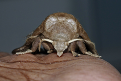Lebeda nobilis