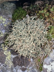 Cladonia amaurocraea