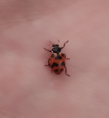 Hippodamia septemmaculata