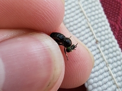 Cerotainia macrocera