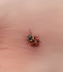 Hippodamia septemmaculata