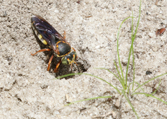 Bicyrtes insidiatrix