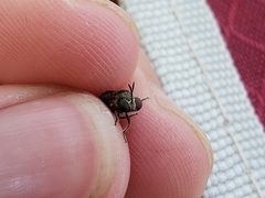 Cerotainia macrocera