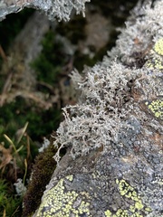 Sphaerophorus fragilis