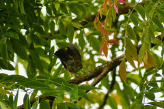 Turdus maculirostris