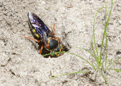 Bicyrtes insidiatrix