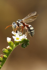Nomada texana