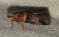 Acrobasis repandana