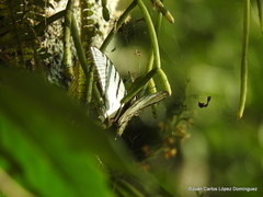 Protographium epidaus epidaus
