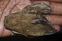 Lebeda nobilis