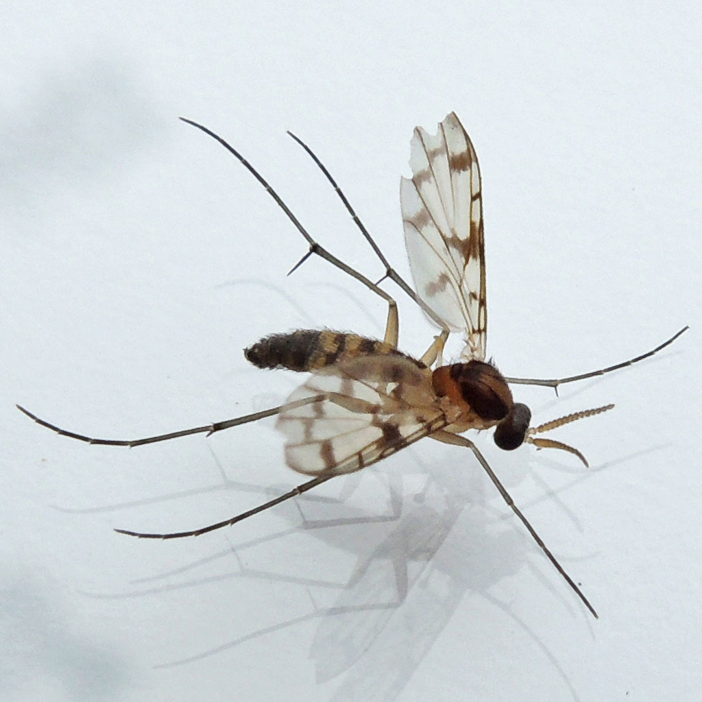 Proceroplatus