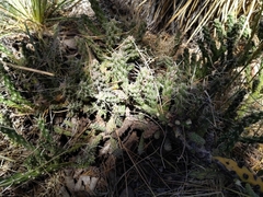 Cylindropuntia whipplei