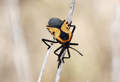 Sephina vinula