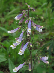 Penstemon hirsutus