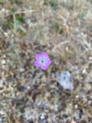 Dianthus caryophyllus