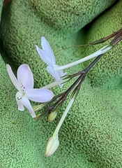 Pseuderanthemum variabile image