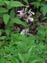 Penstemon hirsutus