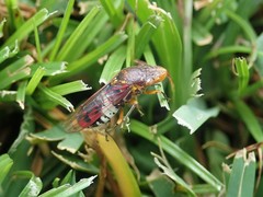 Homalodisca ichthyocephala