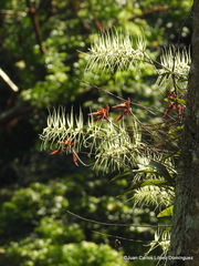 Brassia verrucosa