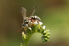 Nomada texana