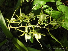 Brassia verrucosa