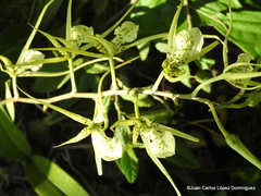 Brassia verrucosa