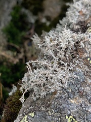 Sphaerophorus fragilis