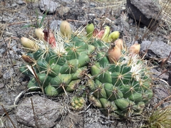 Coryphantha ottonis