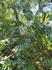 Sambucus cerulea