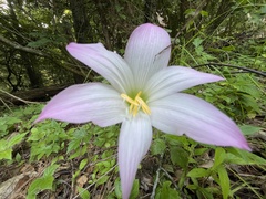 Zephyranthes robusta