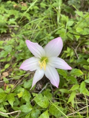 Zephyranthes robusta