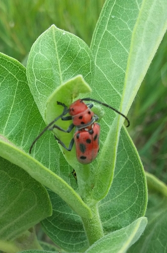 Red Milkweed Beetle, photo 6 of 7