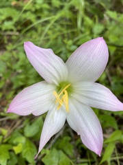 Zephyranthes robusta